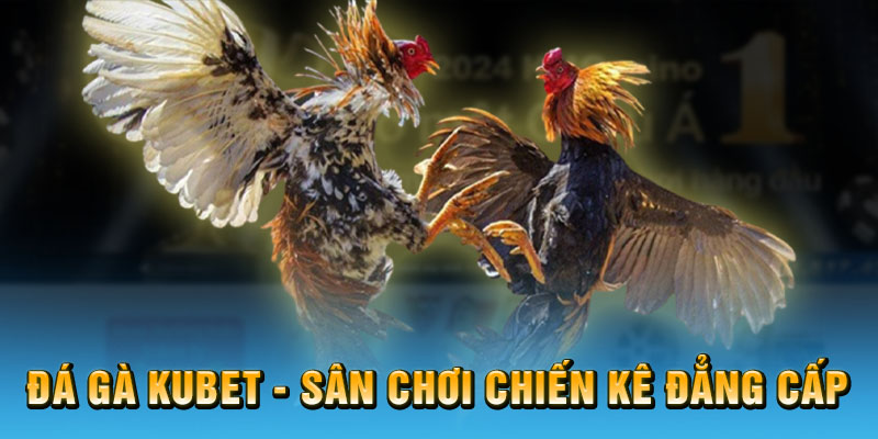 Đá gà Kubet - Sân chơi cũng những chiến binh gà đẳng cấp hàng đầu